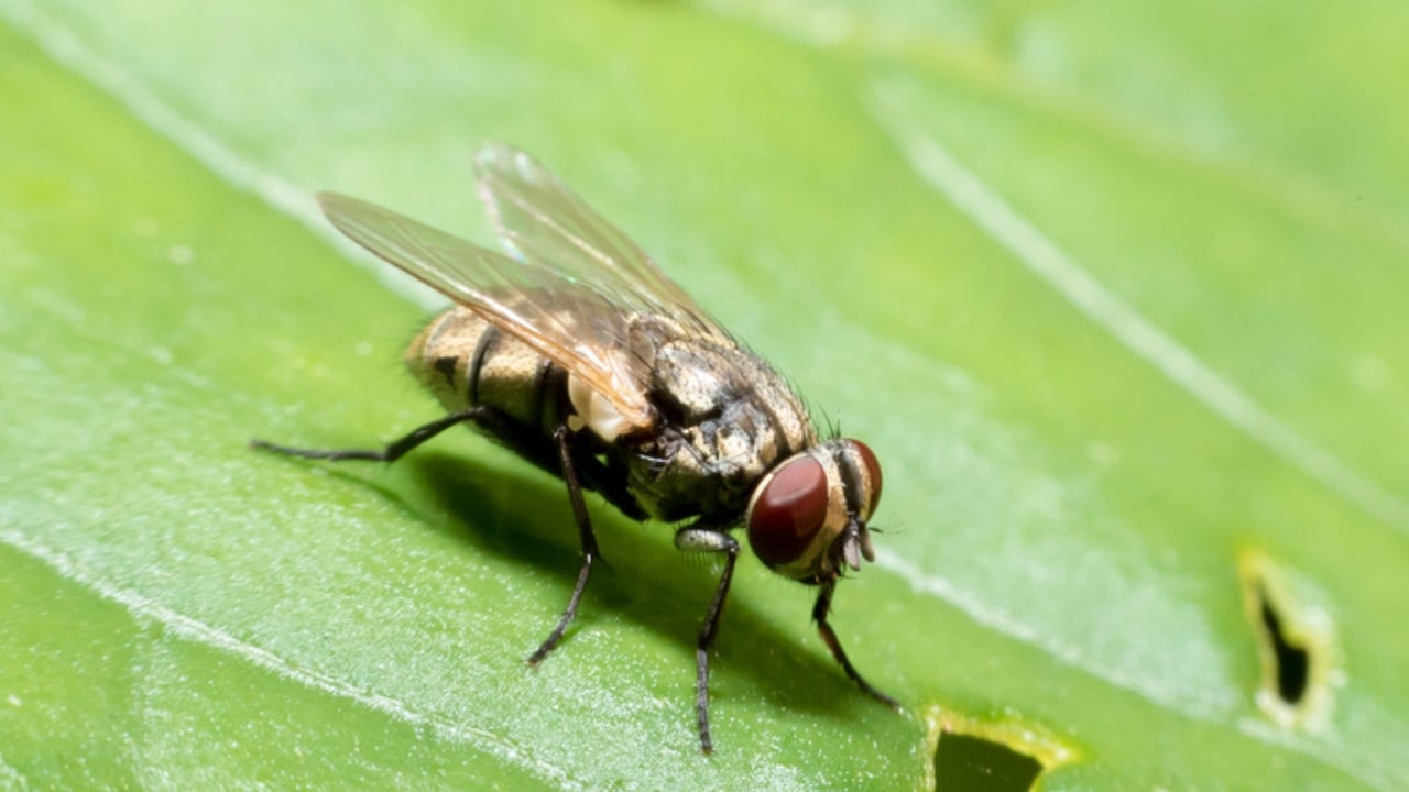 14 Dangerous Bugs You Should Eliminate on Sight - tse tse fly dp209407402 dnoh