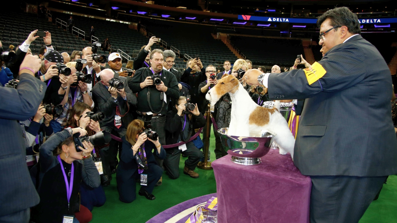 Meet the New Dog Breeds the AKC Has Recognized Since 2000 - wire fox terrier ss176294096 degm