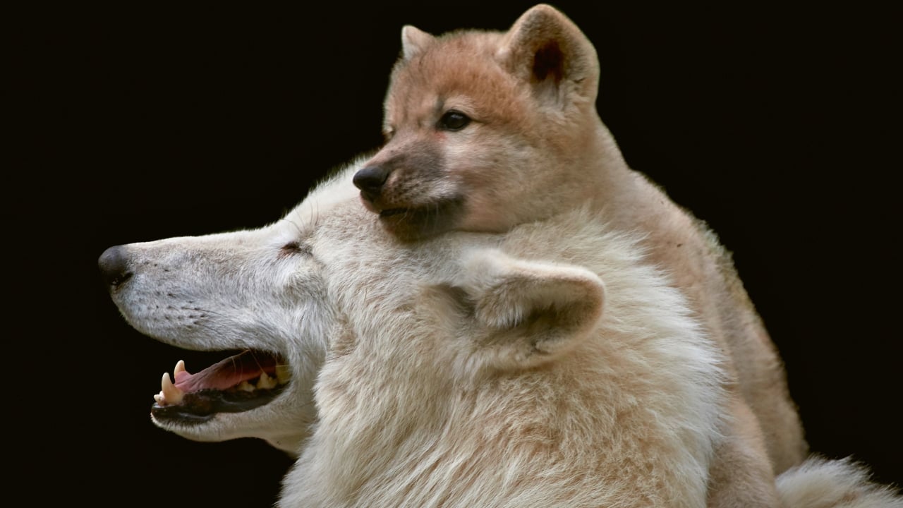 How Wolf Pups Go From Helpless to Apex Predators in a Year - wolf pup ss1785359294 degm