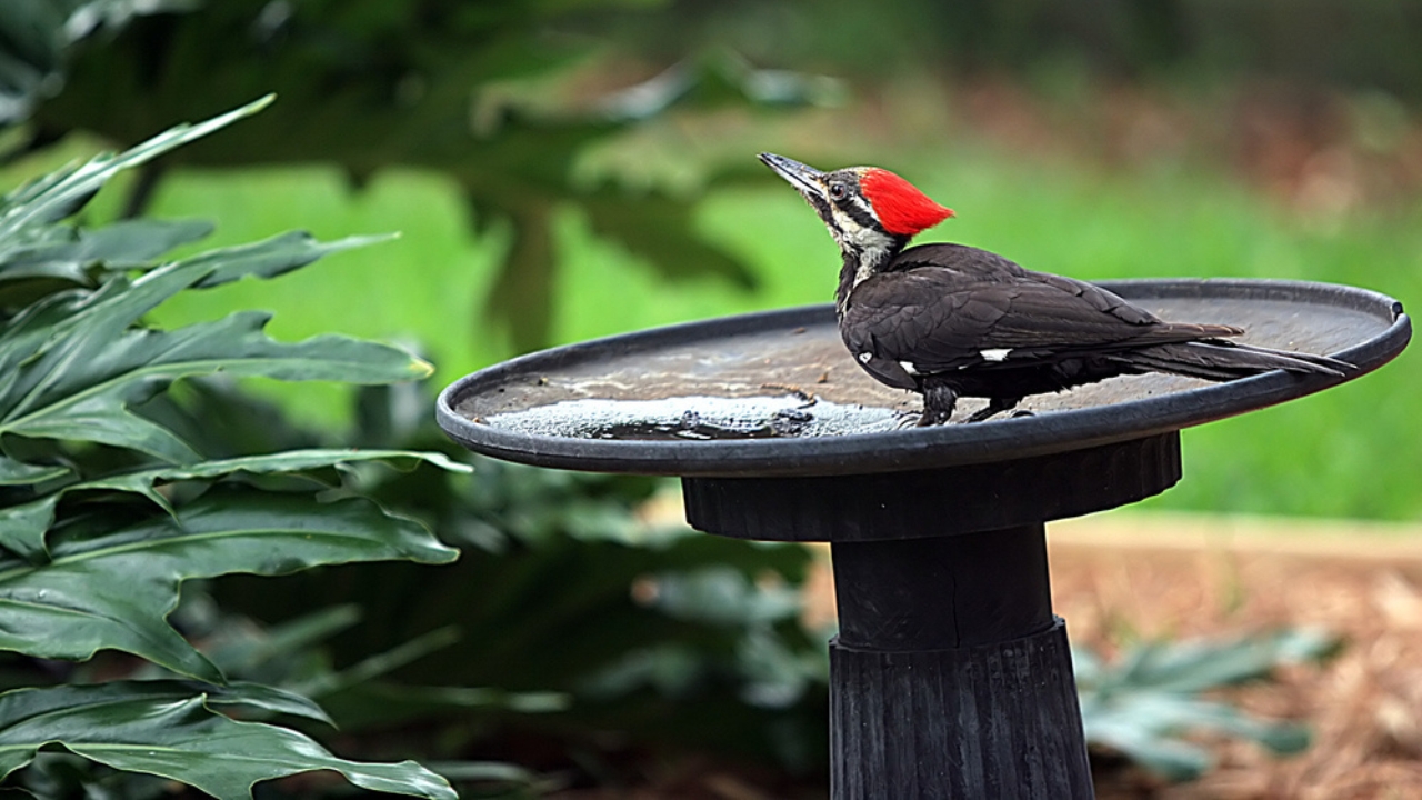 Feeding Woodpeckers in Winter: 10 Ways to Help Them Survive - wood pecker bird bath ss1629610 adyh
