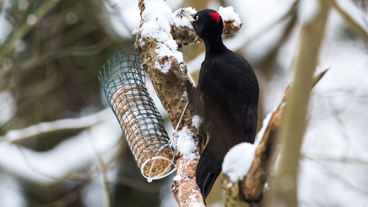 Feeding Woodpeckers in Winter: 10 Ways to Help Them Survive - wood pecker in tree winter ss1704895300 adyh