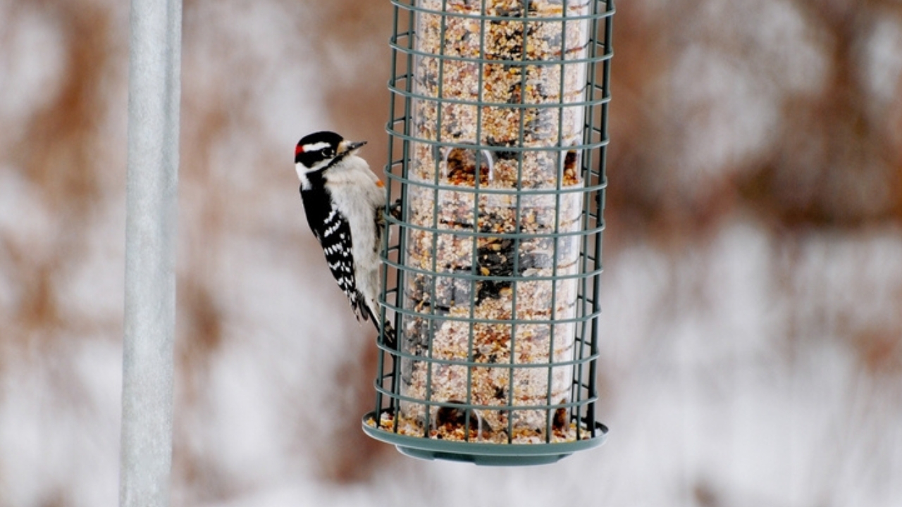 Feeding Woodpeckers in Winter: 10 Ways to Help Them Survive - woodpecker eating ss2399323099 adyh