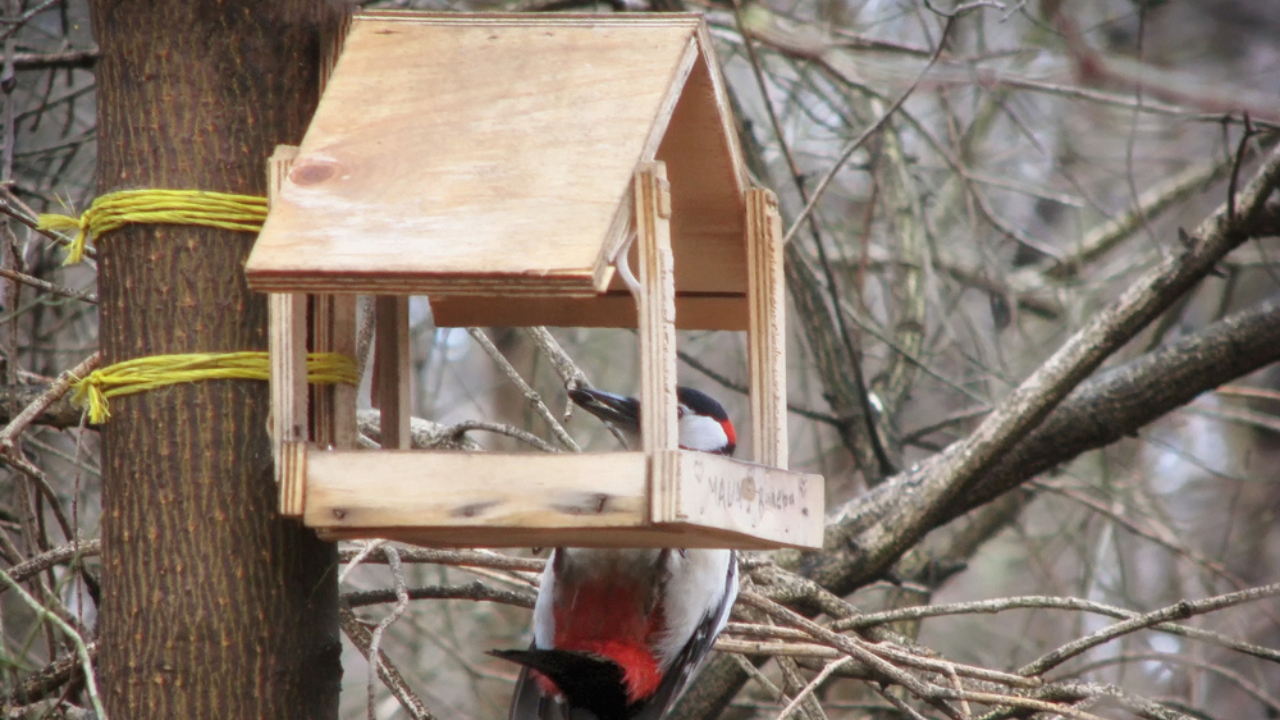 Feeding Woodpeckers in Winter: 10 Ways to Help Them Survive - woodpecker house ss1457630804 adyh
