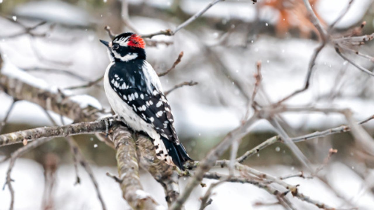 Feeding Woodpeckers in Winter: 10 Ways to Help Them Survive - woodpecker in oak tree ss1564807507 adyh