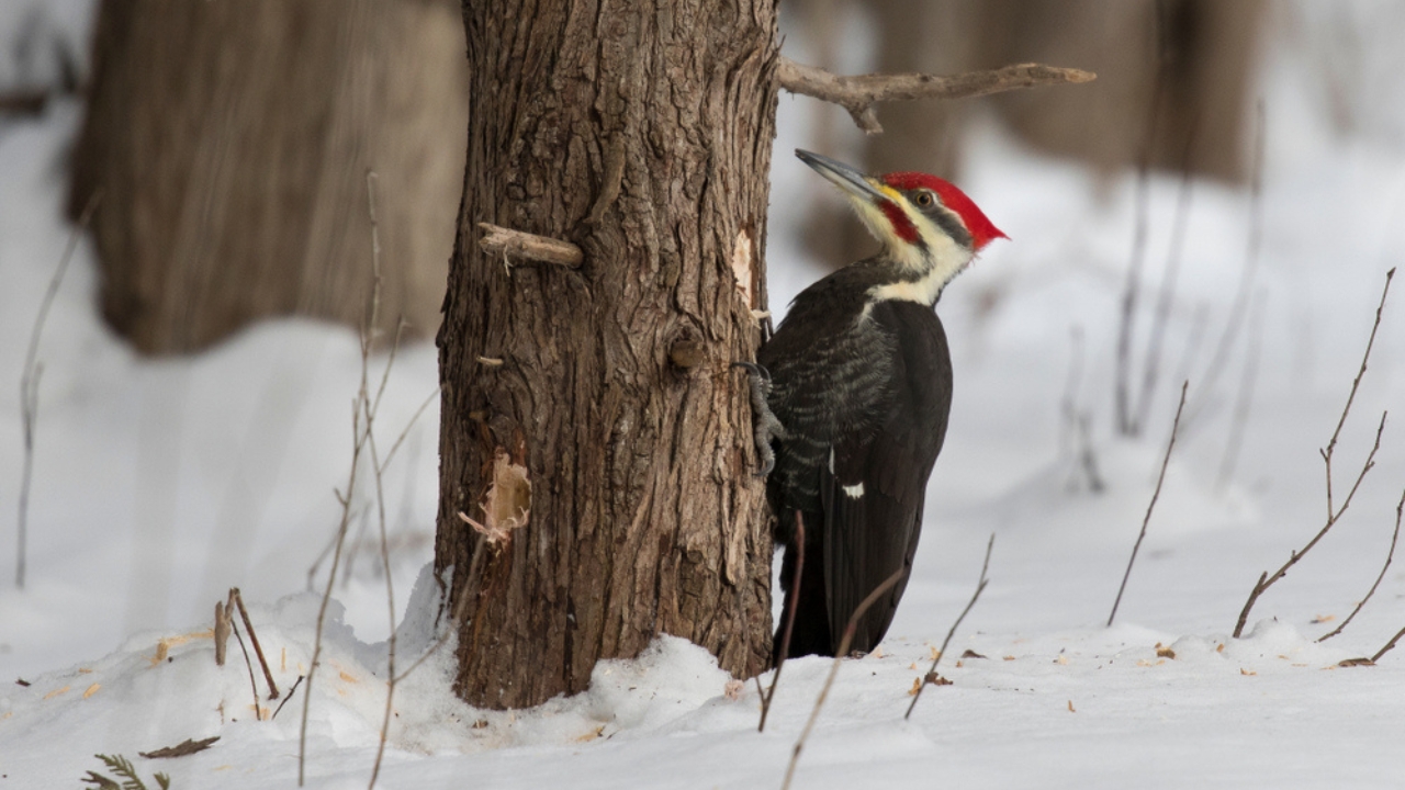 Feeding Woodpeckers in Winter: 10 Ways to Help Them Survive - woodpecker in tree ss1218616570 adyh