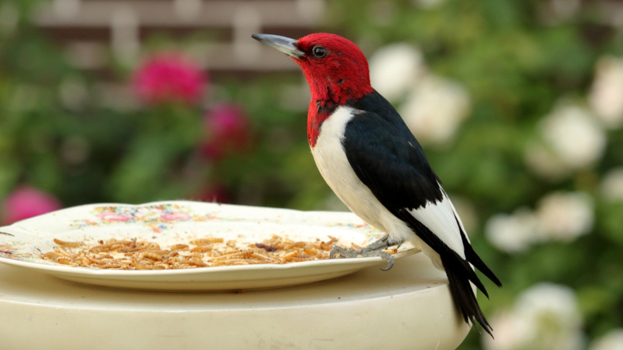 Feeding Woodpeckers in Winter: 10 Ways to Help Them Survive - woodpecker meal worm ss1056683360 adyh