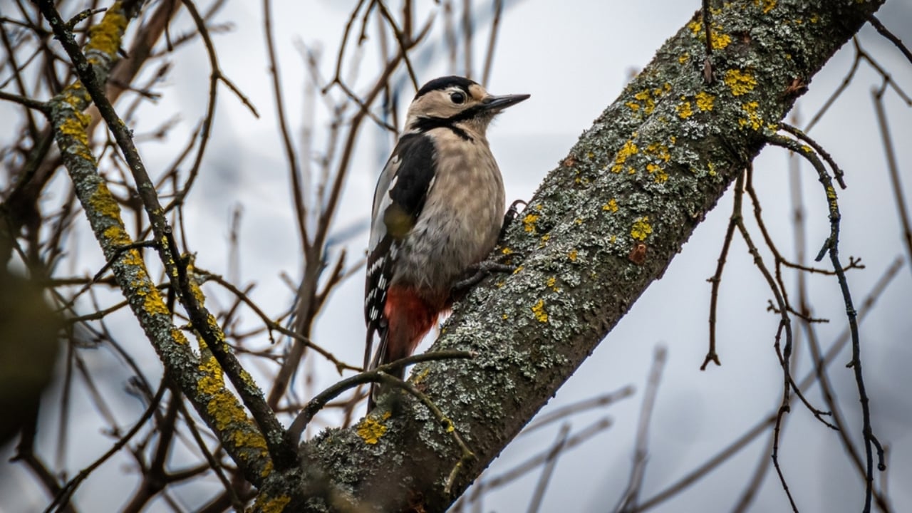 Feeding Woodpeckers in Winter: 10 Ways to Help Them Survive - woodpecker ss2258184047 adyh