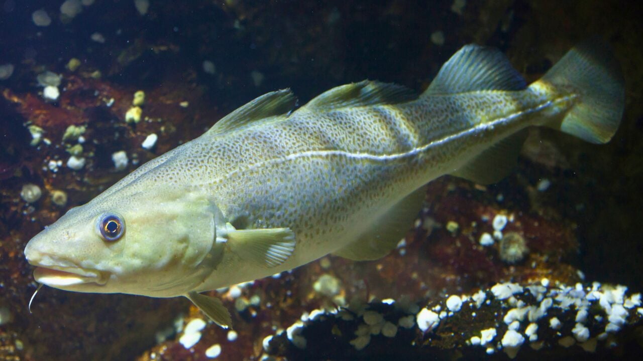 Life at -58°F: How 15 Arctic Species Thrive in the Cold - Arctic Cod ss527330665 bpgm