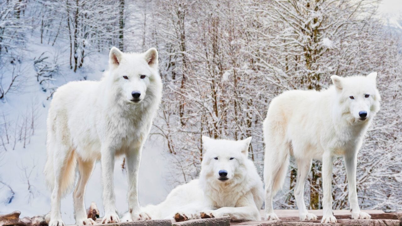 Life at -58°F: How 15 Arctic Species Thrive in the Cold - Arctic Wolf ss1756645193 bpgm