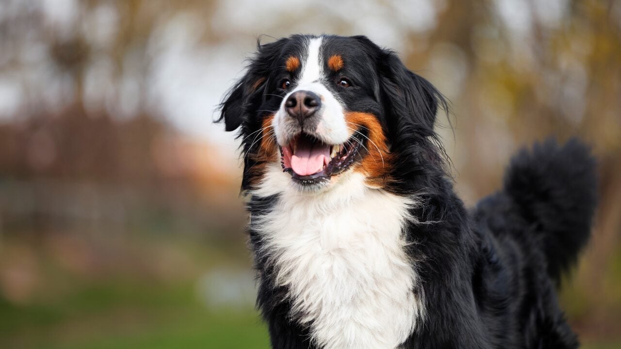 26 Dog Breeds Who Believe Aggression Is Simply Overrated - Bernese Mountain Dog ss2452415797 bpgm