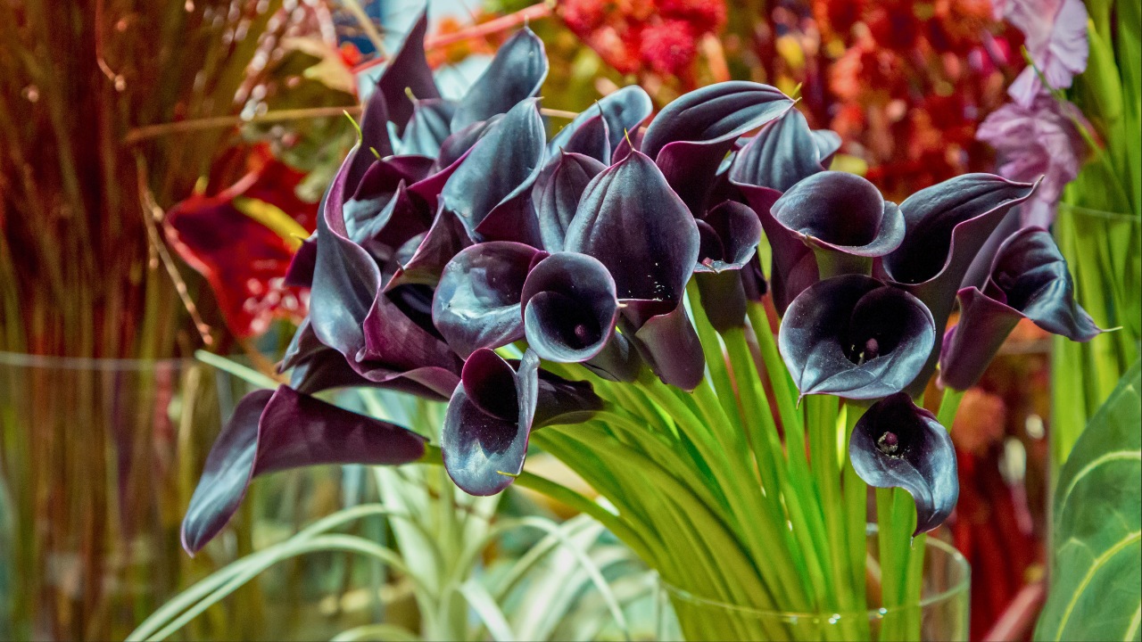 Black Calla Lilies Became Fall’s Boldest Décor Trend - Black calla lilies ss2050700726 degm