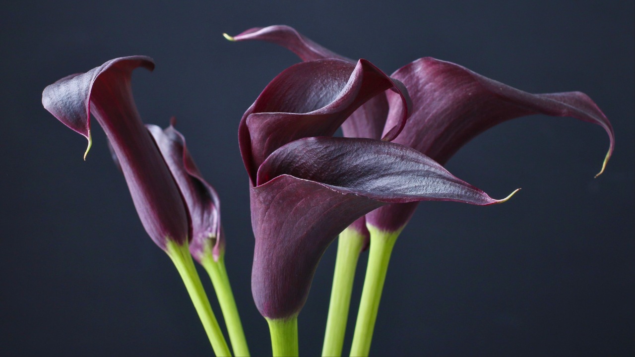 Black Calla Lilies Became Fall’s Boldest Décor Trend - Black calla lilies ss286080869 degm