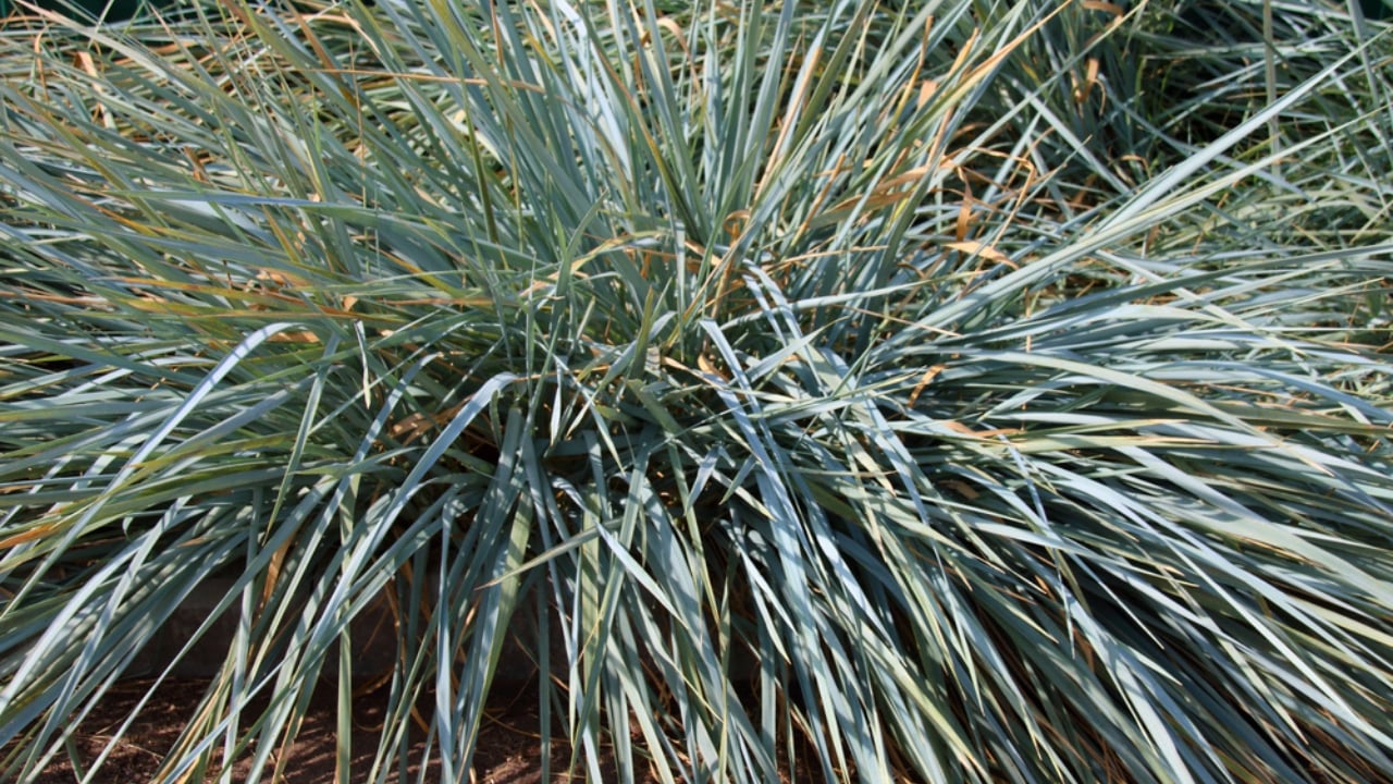 No Fence Needed: 12 Tall Ornamental Grasses for Perfect Privacy - Blue Lyme Grass dp249602570 dnoh