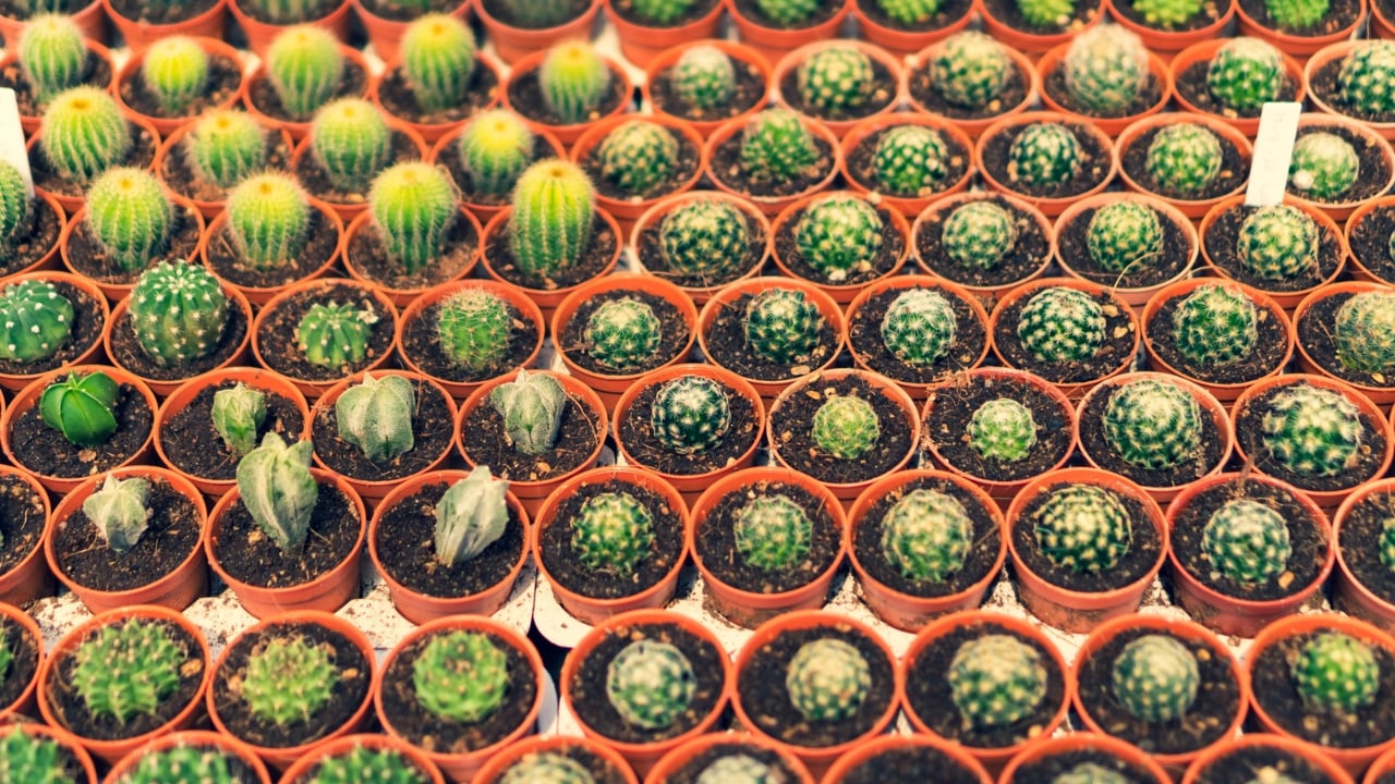 How to Profit From the $16.5B Houseplant Boom Right Now - Cacti Reproduction dp255927038 dnoh