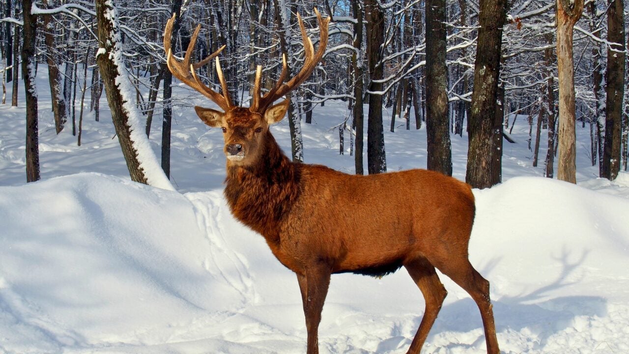Life at -58°F: How 15 Arctic Species Thrive in the Cold - Caribou ss566111725 bpgm