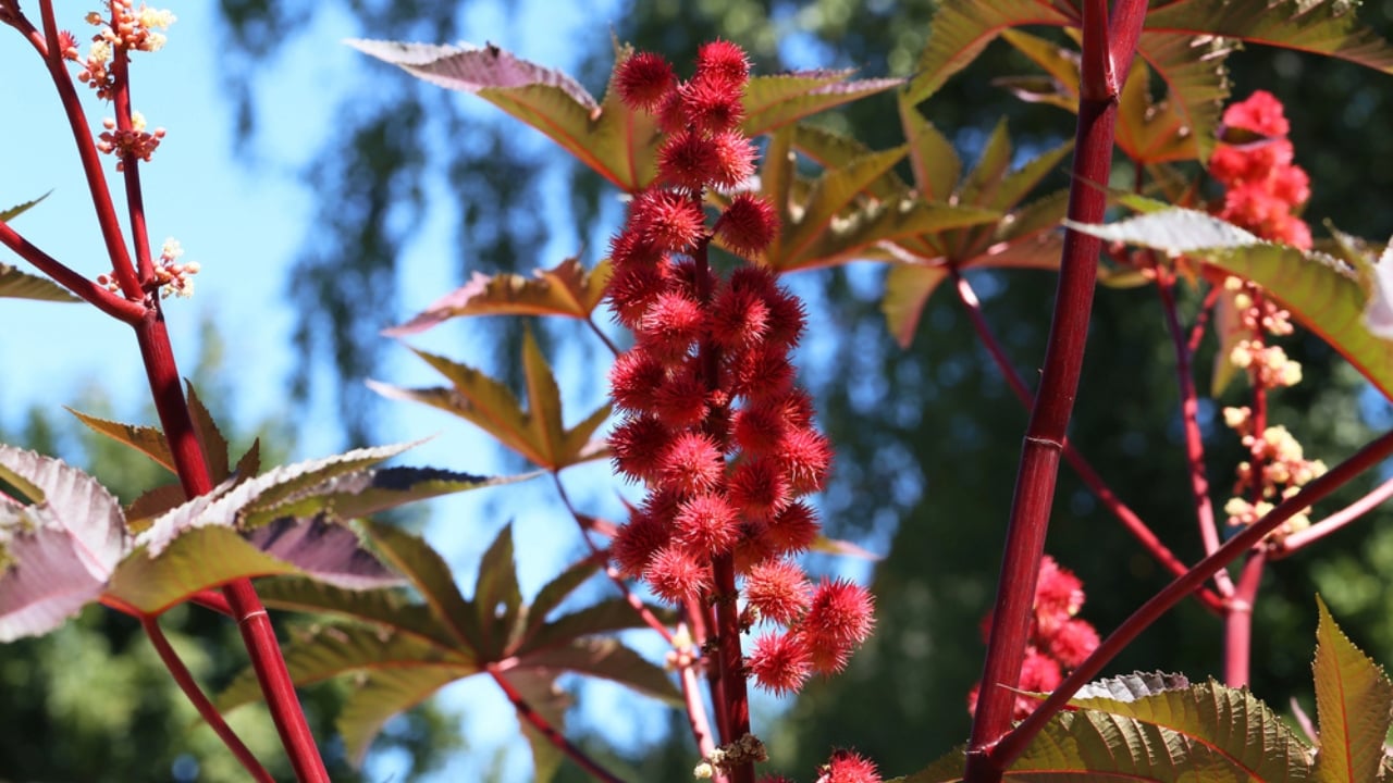 7 Deadly Plants That Changed Warfare With Poison and Fear - Castor Bean Plant dp407441028 dnoh