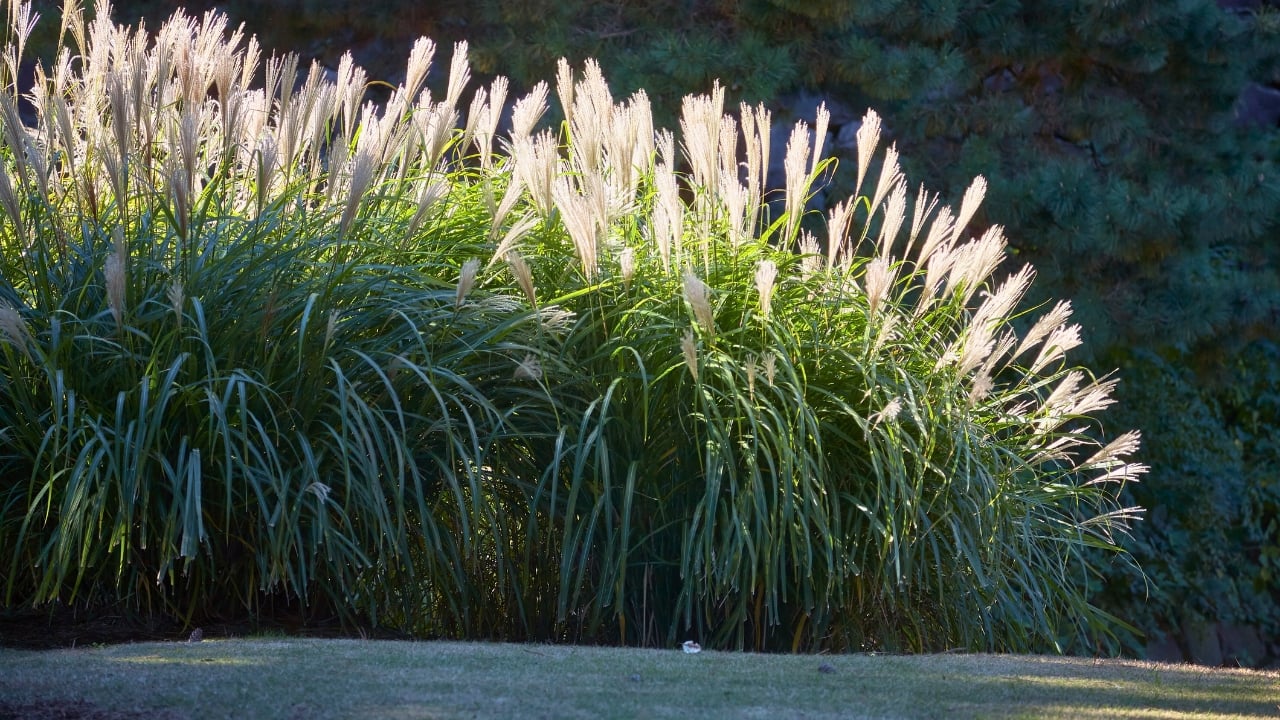 No Fence Needed: 12 Tall Ornamental Grasses for Perfect Privacy - Chinese silver grass ss2096861641 degm