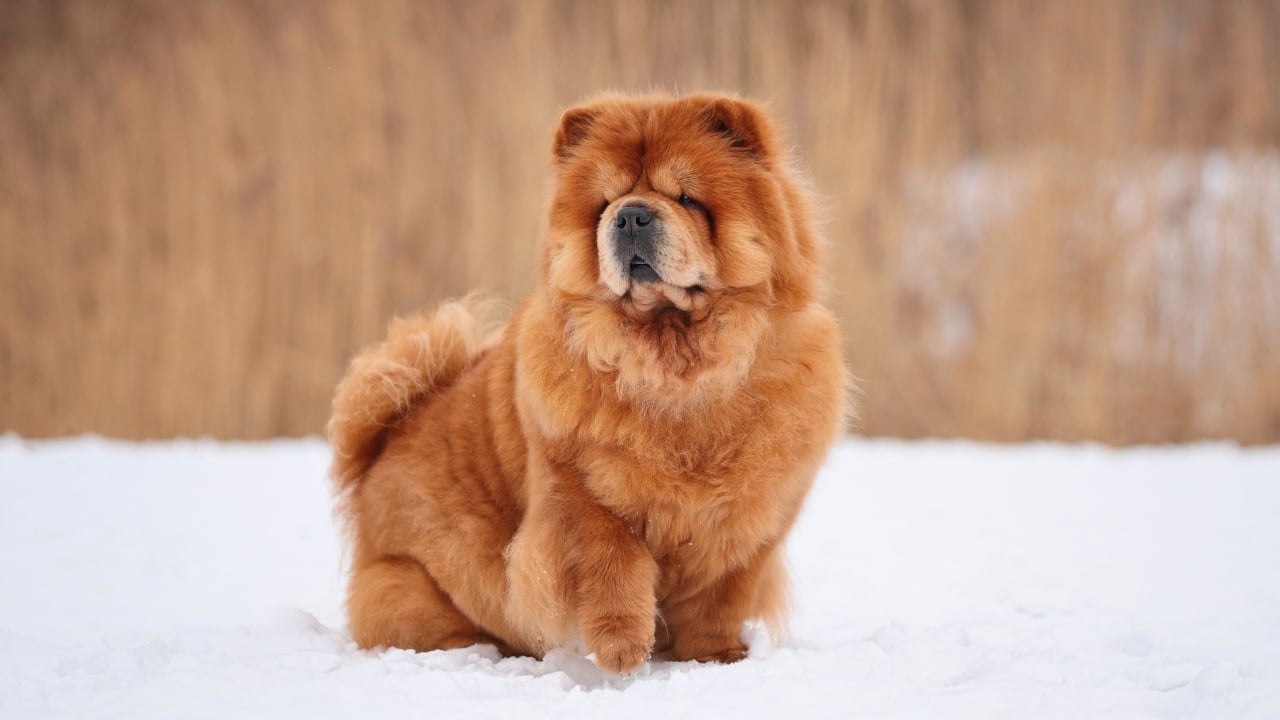 15 Dog Breeds That Love Snow More Than You Do - Chow Chow dog winter ss2265319041 degm