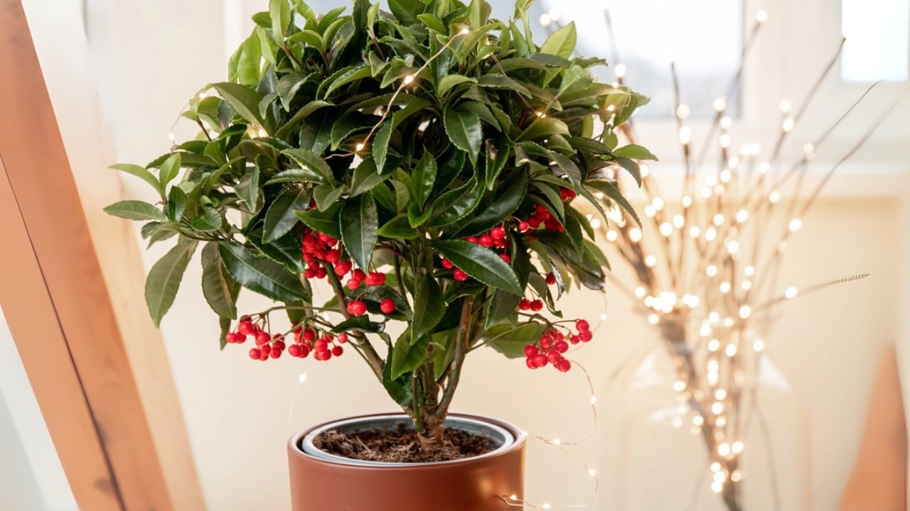 16 Christmas Plants to Brighten Your Holiday Décor - Christmas Berry dp744914978 dnoh