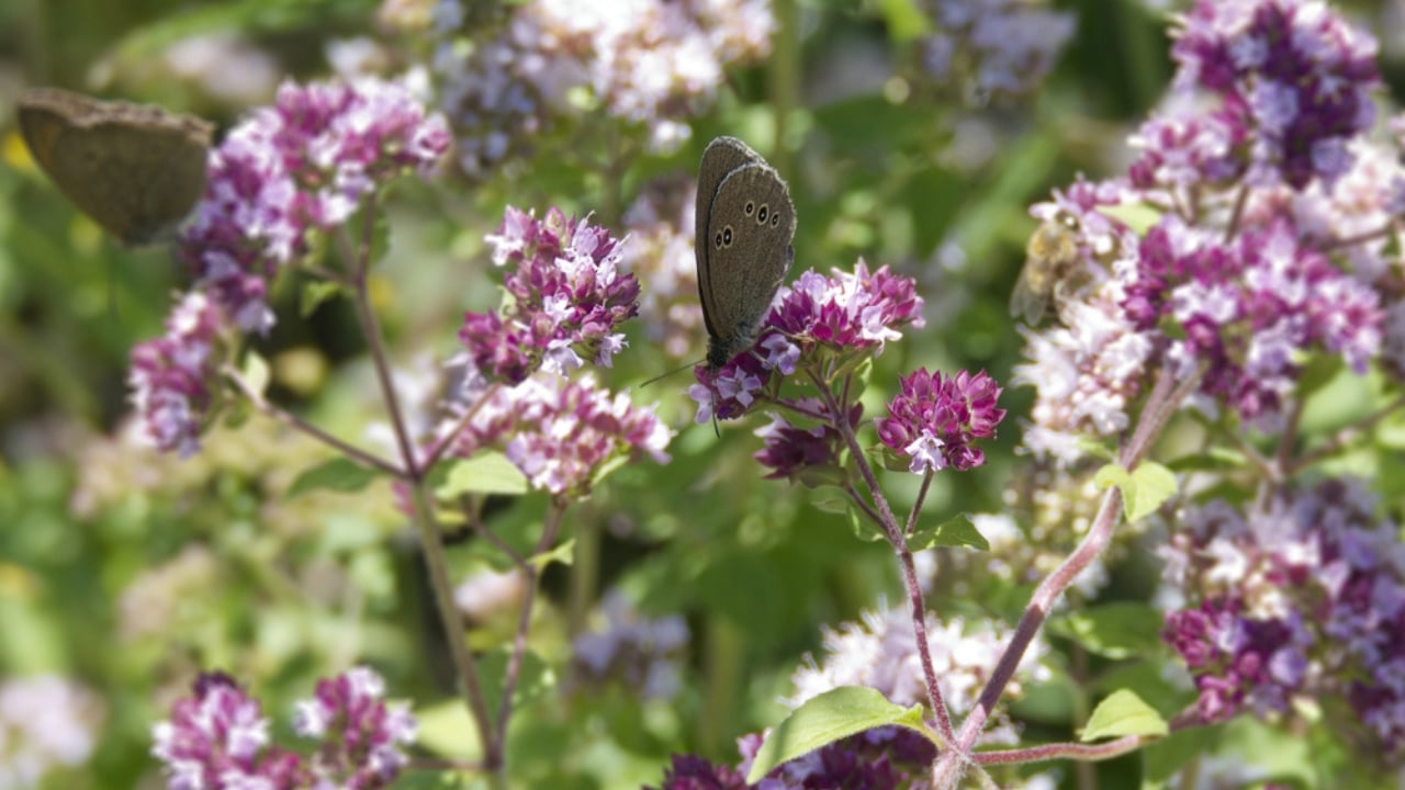 Creeping Thyme Lawns Are the Future of Sustainable Landscaping - Creeping Thyme and Pollinator dp733673196 dnoh