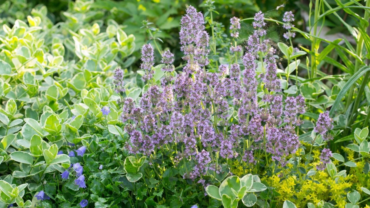 Creeping Thyme Lawns Are the Future of Sustainable Landscaping - Creeping Thyme dp162680358 dnoh