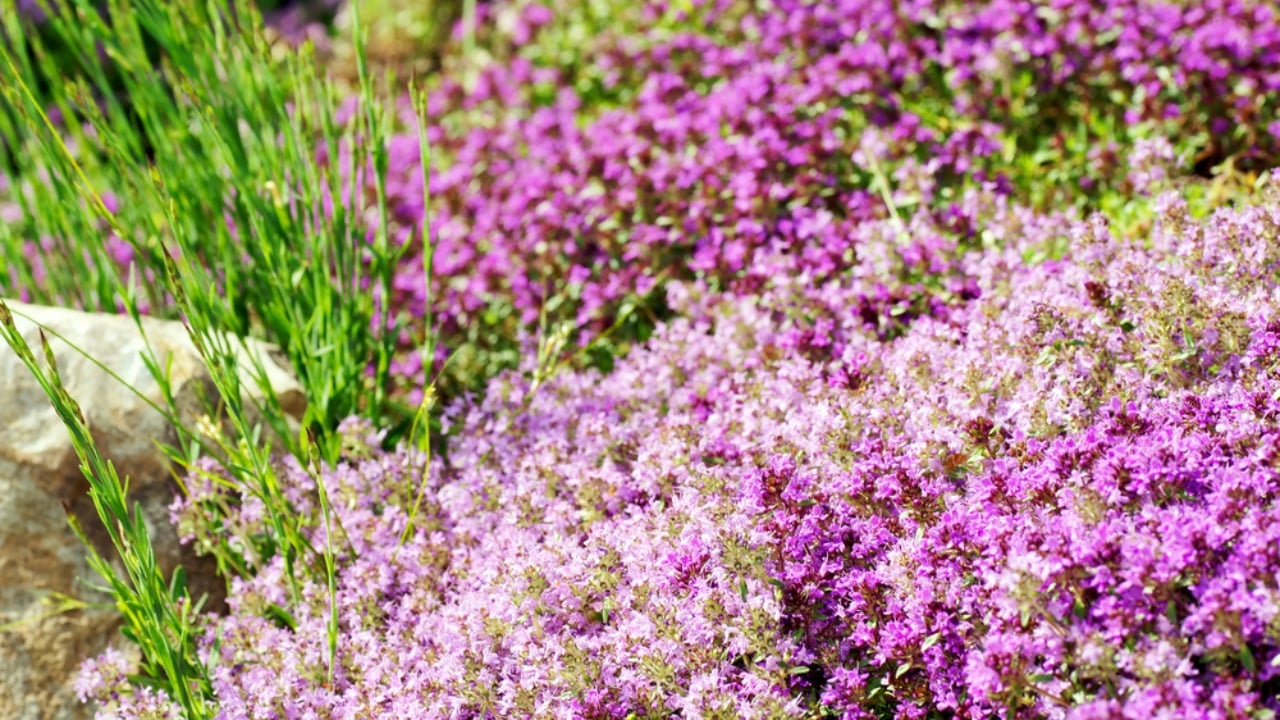 Creeping Thyme Lawns Are the Future of Sustainable Landscaping - Creeping Thyme dp35436499 dnoh