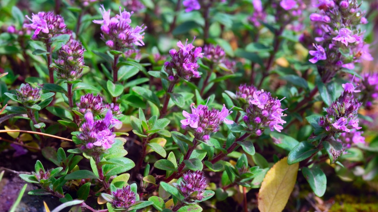 Creeping Thyme Lawns Are the Future of Sustainable Landscaping - Creeping Thyme dp381339982 dnoh