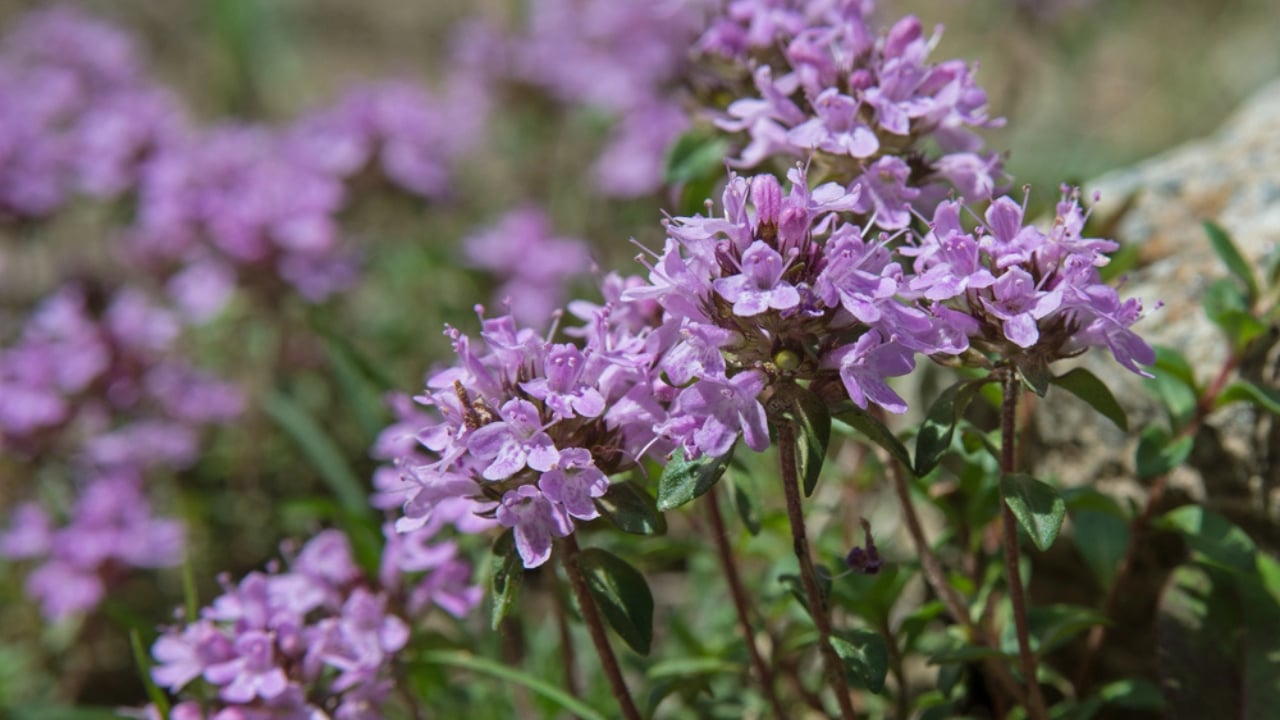 Creeping Thyme Lawns Are the Future of Sustainable Landscaping - Creeping Thyme dp56257925 dnoh