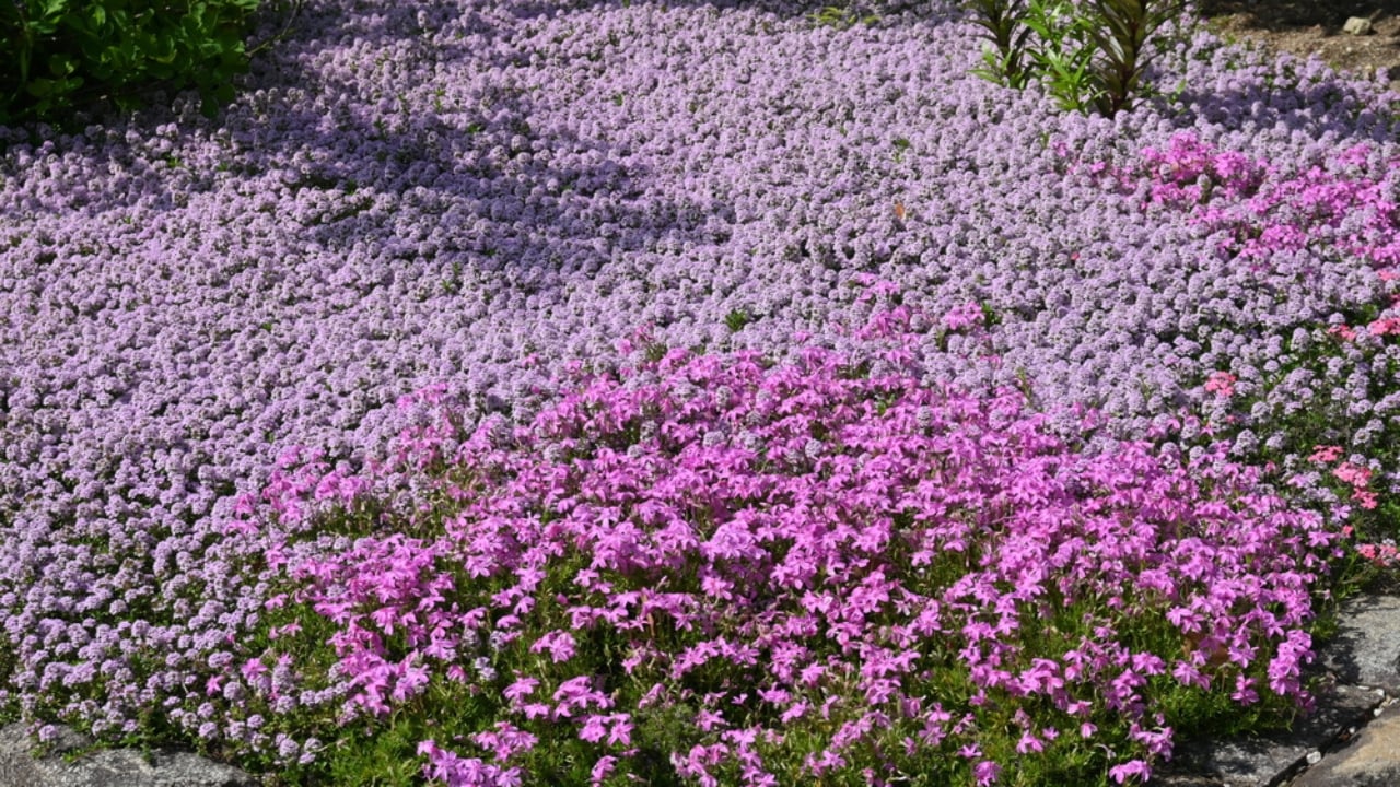 Creeping Thyme Lawns Are the Future of Sustainable Landscaping - Creeping Thyme dp654683218 dnoh
