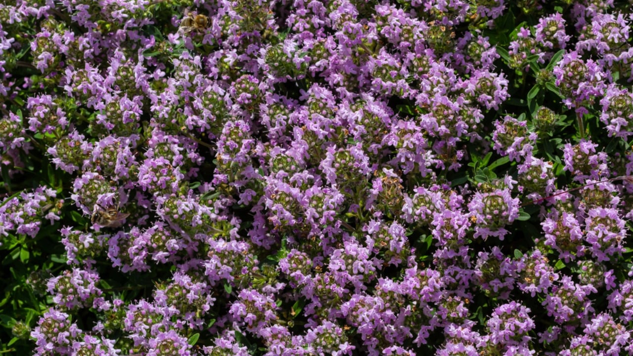 Creeping Thyme Lawns Are the Future of Sustainable Landscaping - Creeping Thyme dp668134622 dnoh