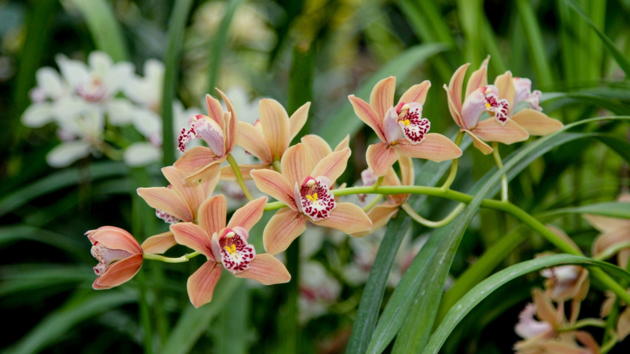 16 Christmas Plants to Brighten Your Holiday Décor - Cymbidium Orchids dp422458118 dnoh