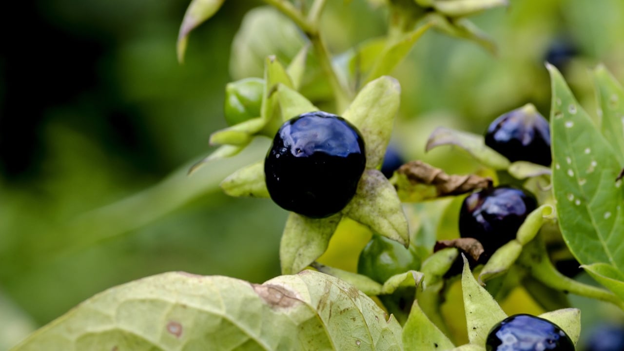 The 13 Plants That Powered Wartime Medicine in Two World Wars - Deadly Nightshade dp462818292 dnoh