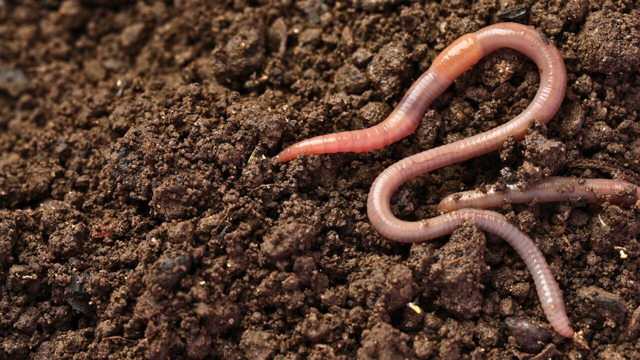 15 Unique Species Proving Nature’s Underdogs Are Extraordinary - Earthworm ss2331008495 bpgm