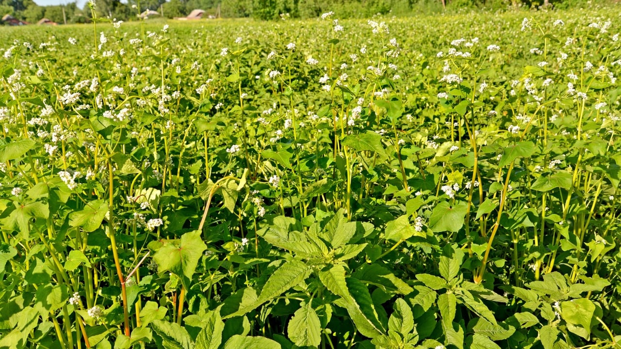 How to Profit From the $16.5B Houseplant Boom Right Now - Edible Flowers dp379312732 dnoh