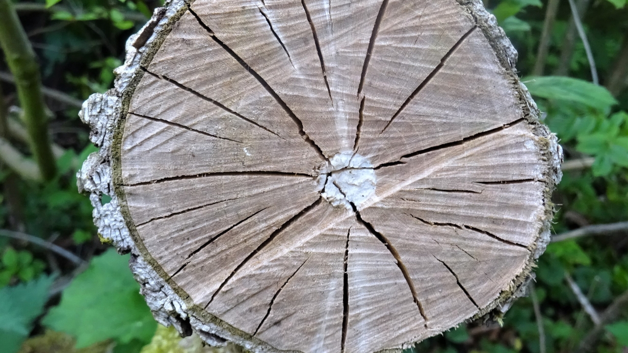15 Woods You Should Never Burn: Protect Your Health and Home - Elder Wood wc