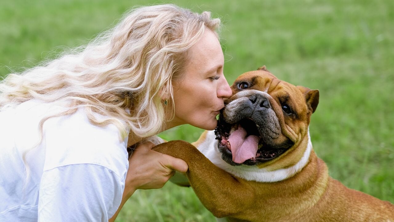 26 Dog Breeds Who Believe Aggression Is Simply Overrated - English Bulldog ss2350003463 bpgm
