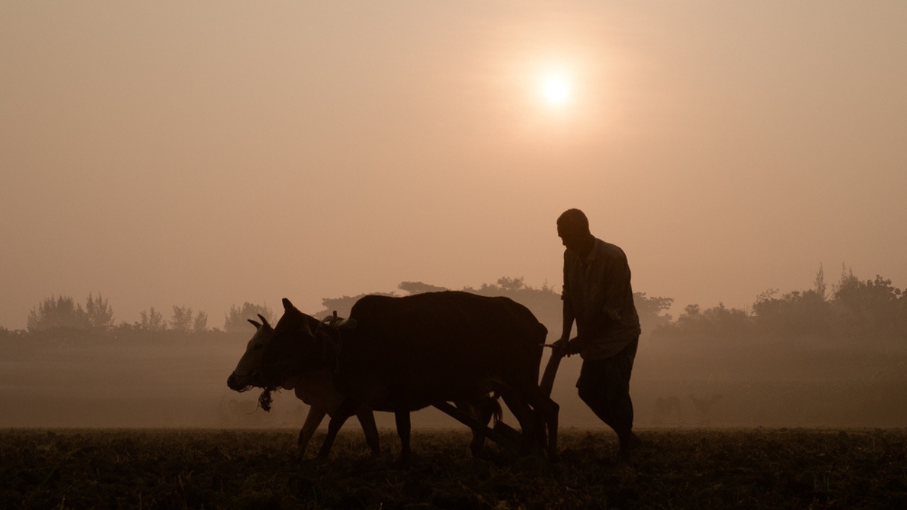 The Civil War Transformed American Farming Forever - Farmer with cows carabaos ss2291705557 dnoh