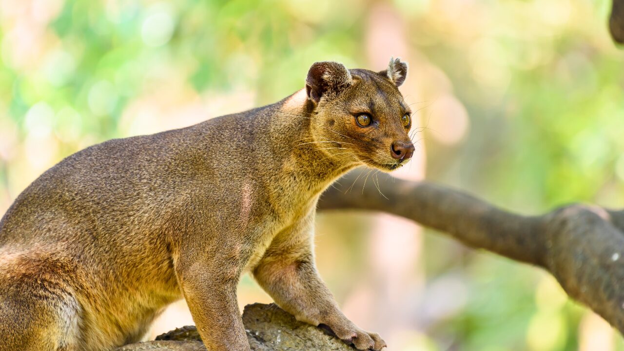 15 Unique Species Proving Nature’s Underdogs Are Extraordinary - Fossa ss500352850 bpgm