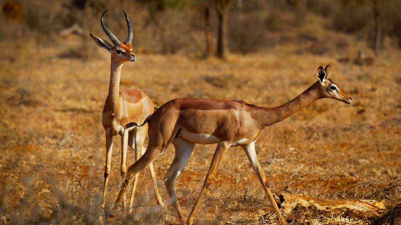 15 Unique Species Proving Nature’s Underdogs Are Extraordinary - Gerenuk ss2063075873 bpgm
