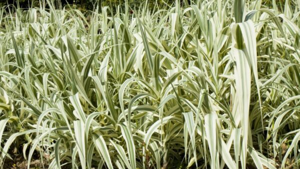 No Fence Needed: 12 Tall Ornamental Grasses for Perfect Privacy