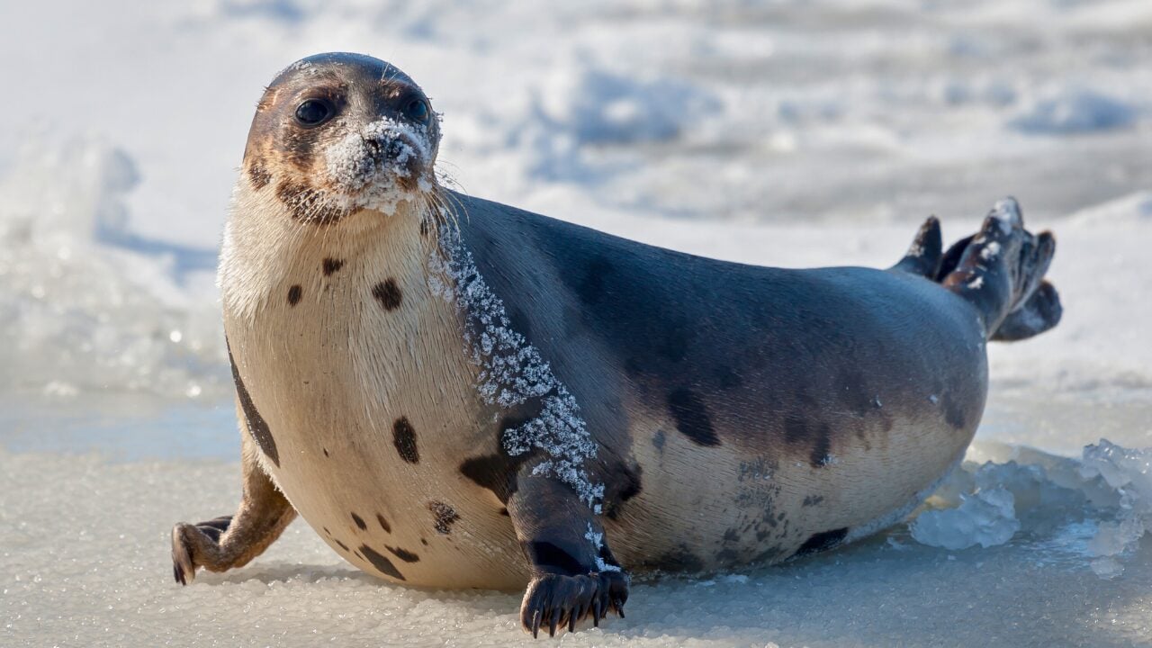Life at -58°F: How 15 Arctic Species Thrive in the Cold - Harp Seal ss1037766097 bpgm