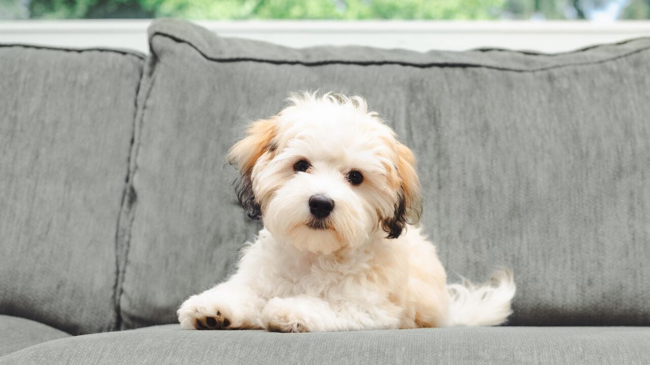 26 Dog Breeds Who Believe Aggression Is Simply Overrated - Havanese ss2318180261 bpgm