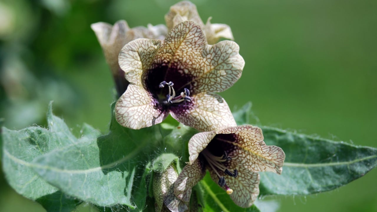 The 13 Plants That Powered Wartime Medicine in Two World Wars - Henbane dp1254479 dnoh