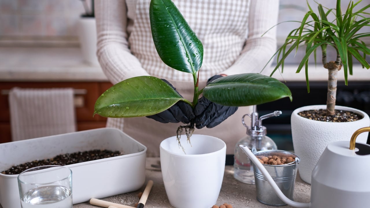 How to Profit From the $16.5B Houseplant Boom Right Now - House Plant dp623557072 dnoh