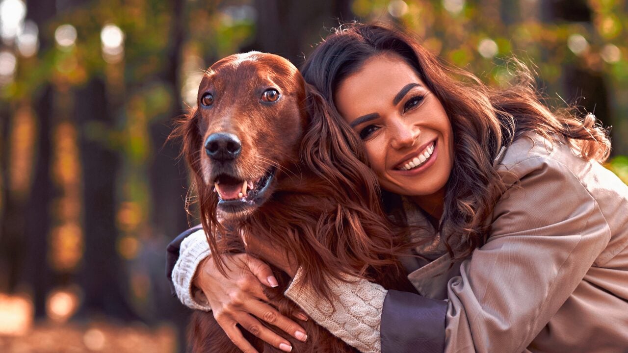 26 Dog Breeds Who Believe Aggression Is Simply Overrated - Irish Setter ss2034016208 bpgm