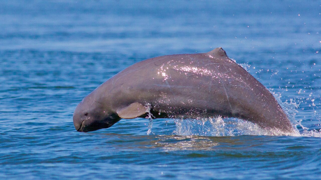 15 Unique Species Proving Nature’s Underdogs Are Extraordinary - Irrawaddy Dolphin ss647177185 bpgm