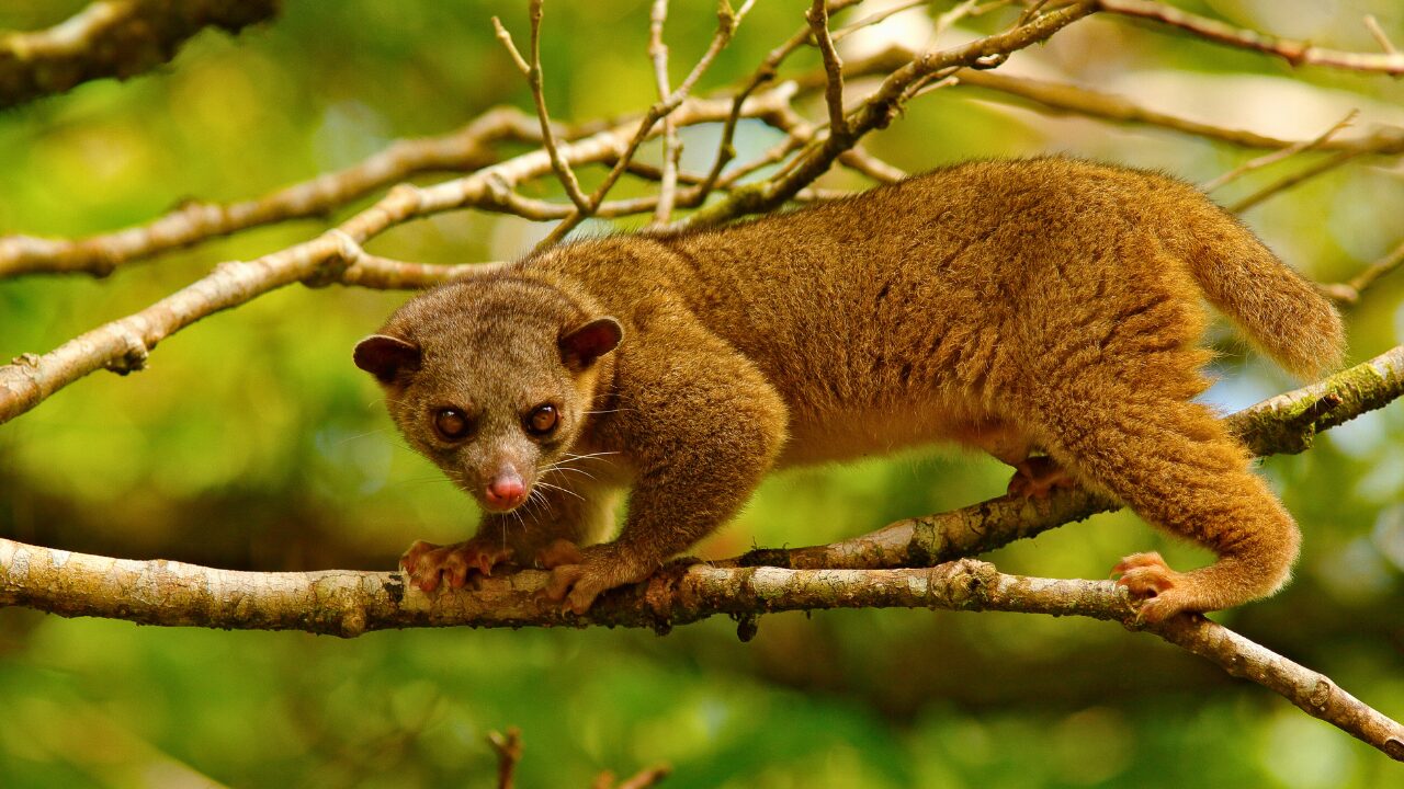 15 Unique Species Proving Nature’s Underdogs Are Extraordinary - Kinkajou ss600983093 bpgm