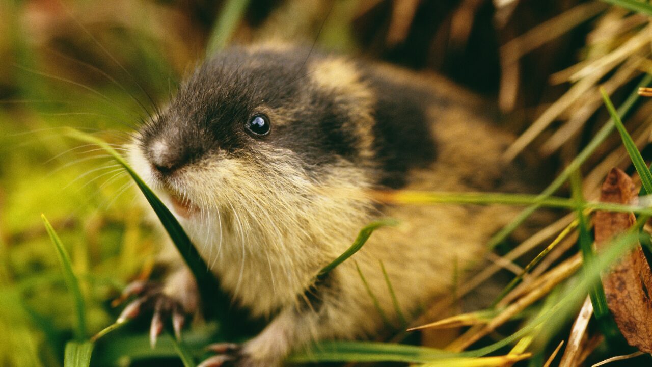15 Unique Species Proving Nature’s Underdogs Are Extraordinary - Lemming ss111592124 bpgm