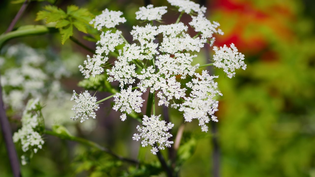 Bugs Beware: These 15 Plants Keep Gardens Safe - Ligusticum sinense ss1499221703 degm