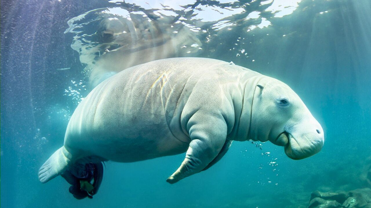 15 Unique Species Proving Nature’s Underdogs Are Extraordinary - Manatee ss2306761453 bpgm